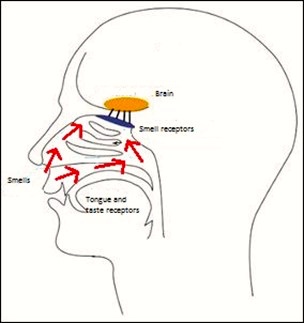 smell and taste_304x323