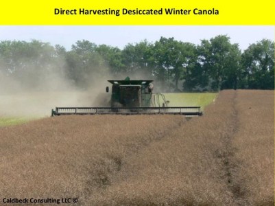 winter-canola-in-oklahoma-by-brian-caldbeck-msc-64-728