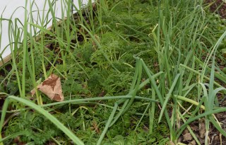 winter vegetable garden