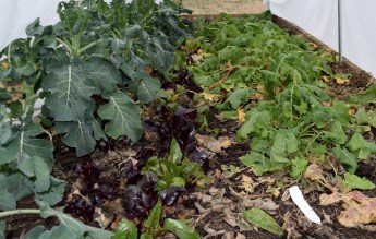 winter vegetable garden