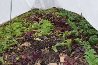 winter vegetable garden