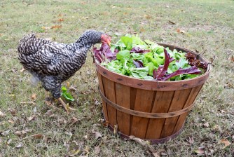 chicken greens fall garden
