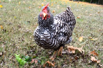 chicken greens fall garden