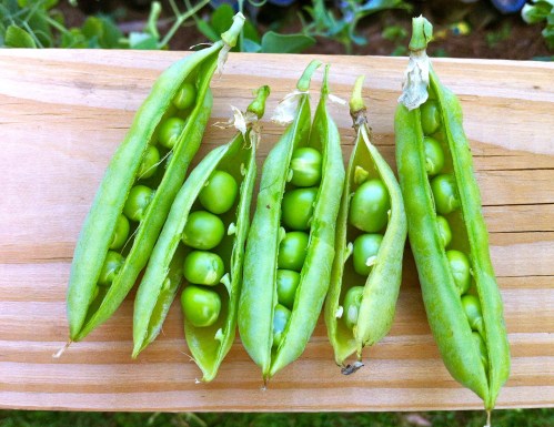 vegetable gardens vegetable gardening