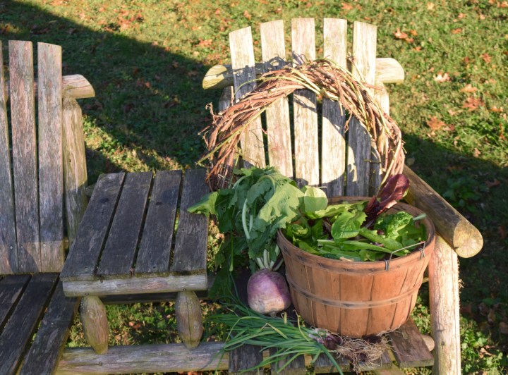 garden harvest before freeze