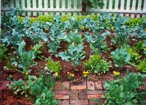 firstvegtablegardensneed