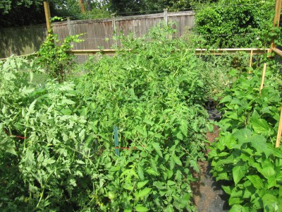 vegetable gardens vegetable gardening