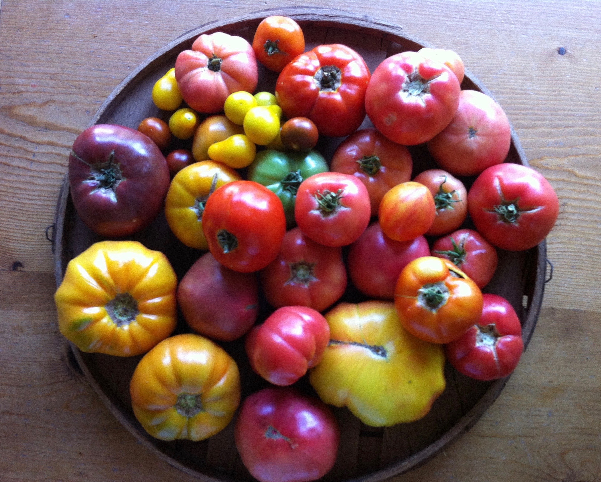 トマト　グヤトーン Chocolate Champion / チョコレートチャンピオン / ドワーフトマト種子