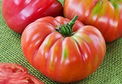 tomato-heirloomgermanqueen-m