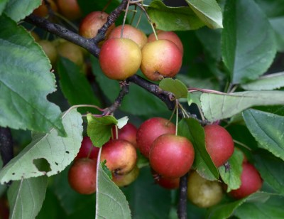 crab apple fall garden