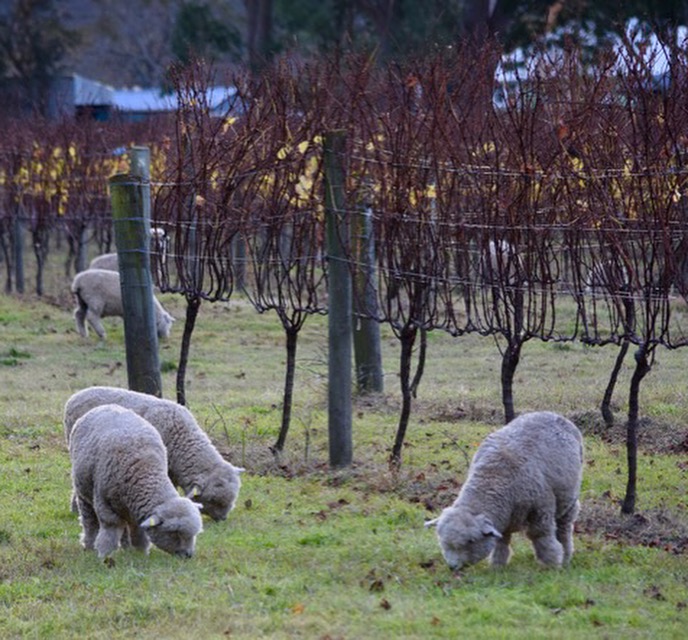 Why Sheep? ‎– Sampling Concerto The Sheep of Nashville: The Chew Crew@judyschickens