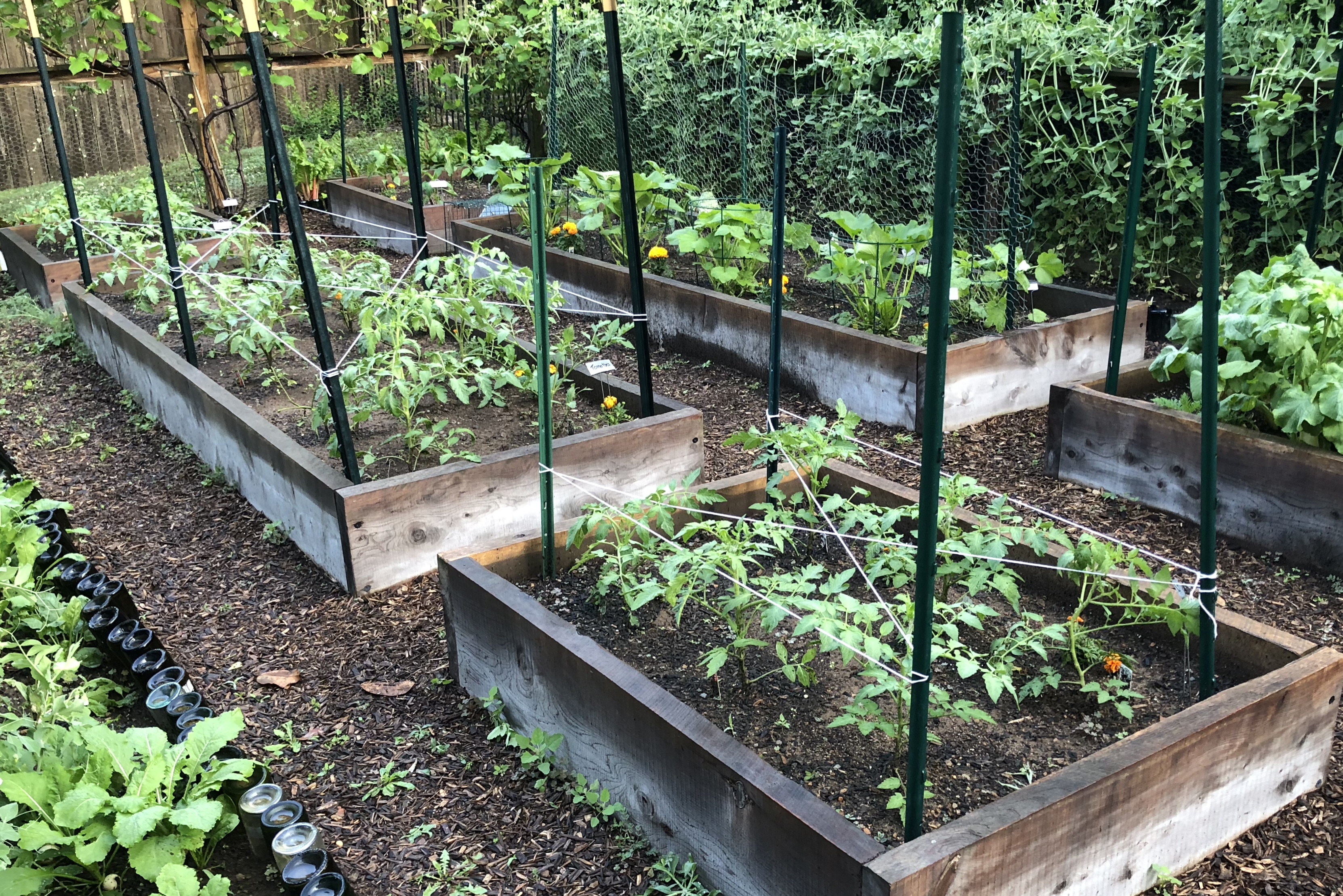 Morning Ground Rounds Morning Rounds in the Garden, June@judyschickens