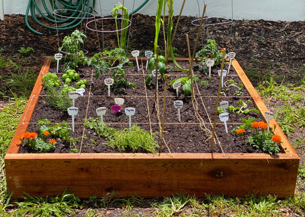 How to Build a 4 x 4 Raised Garden Bed@judyschickens