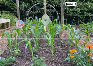 How to Start Seeds in a Recycled Milk Jug@judyschickens